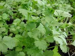 Slow Bolt Cilantro - Organic