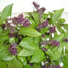 Cinnamon Basil - Organic