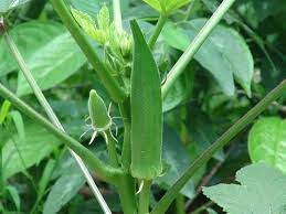 Clemson Spineless 80 Okra - Organic