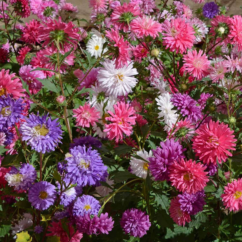 Crego Giant Mix Aster