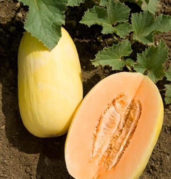 Crenshaw Melon