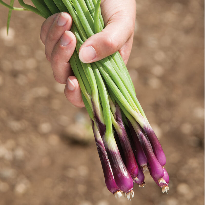 Deep Purple Bunching Onion - Organic