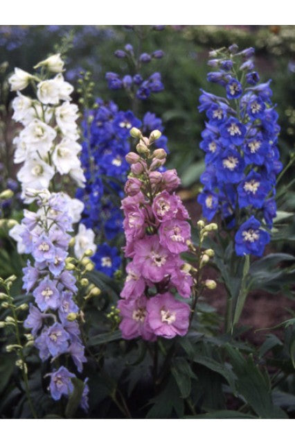 Magic Fountain Mix Delphinium