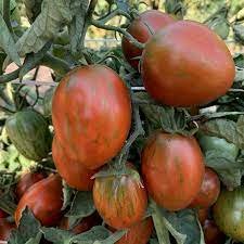 Dwarf Audrey's Love Tomato