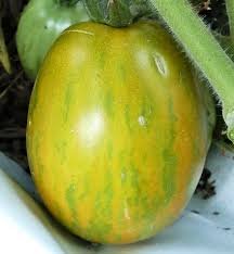 Dwarf Saucy Mary Tomato