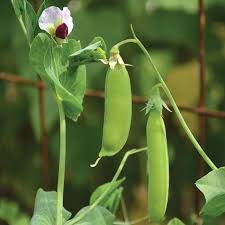 Dwarf Grey Sugar Pea