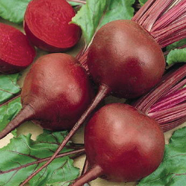 Early Wonder Tall Top Beet - Organic