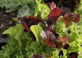 Encore Baby Leaf Mix Lettuce - Organic
