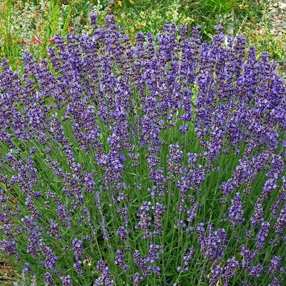 Common English Lavender - Organic