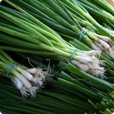 Evergreen Hardy White Bunching Onion - Organic