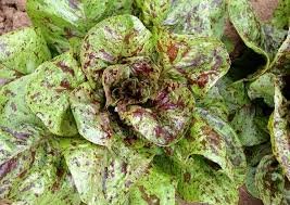 Flashy Trout Back Lettuce - Organic