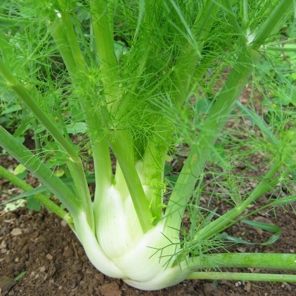 Florence Fennel