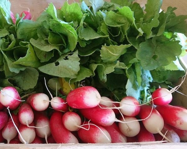 French Breakfast Radish - Organic