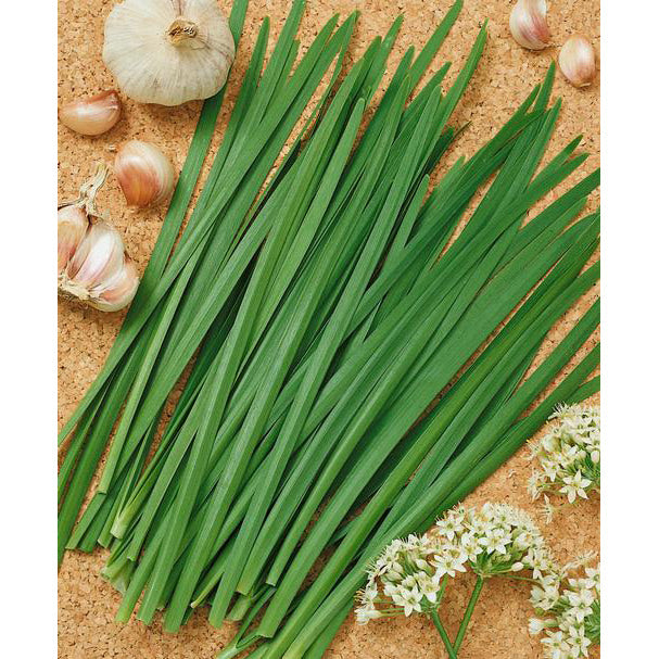 Garlic Chives - Organic