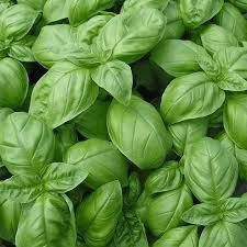 Genovese Basil - Organic