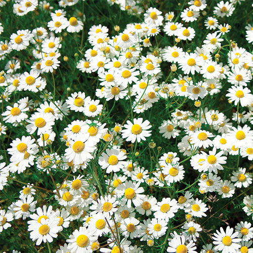 German Chamomile - Organic