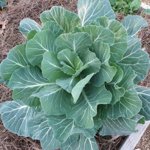 Georgia Southern Collards