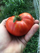 Giant Crimson Tomato