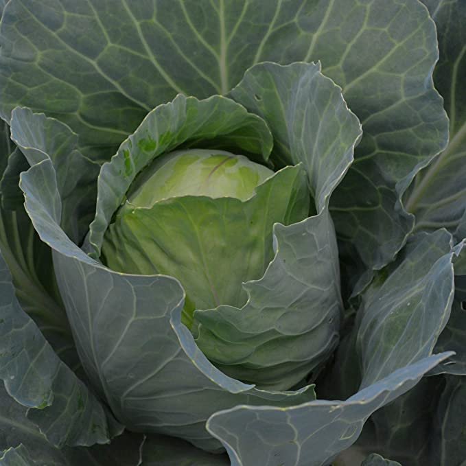 Golden Acre Cabbage - Organic