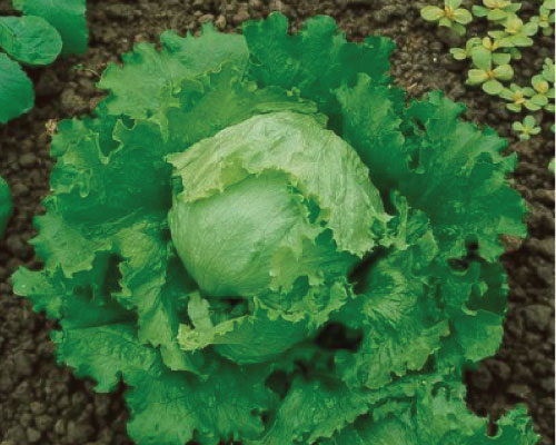 Great Lakes 118 Batavian Lettuce - Organic