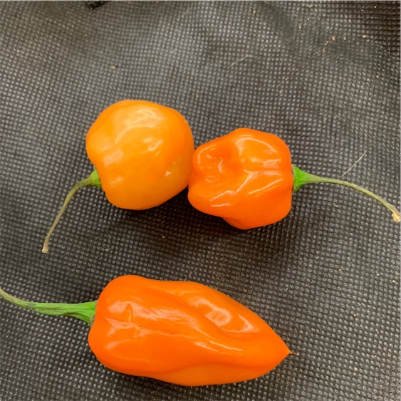Habanero Orange Hot Pepper - Organic
