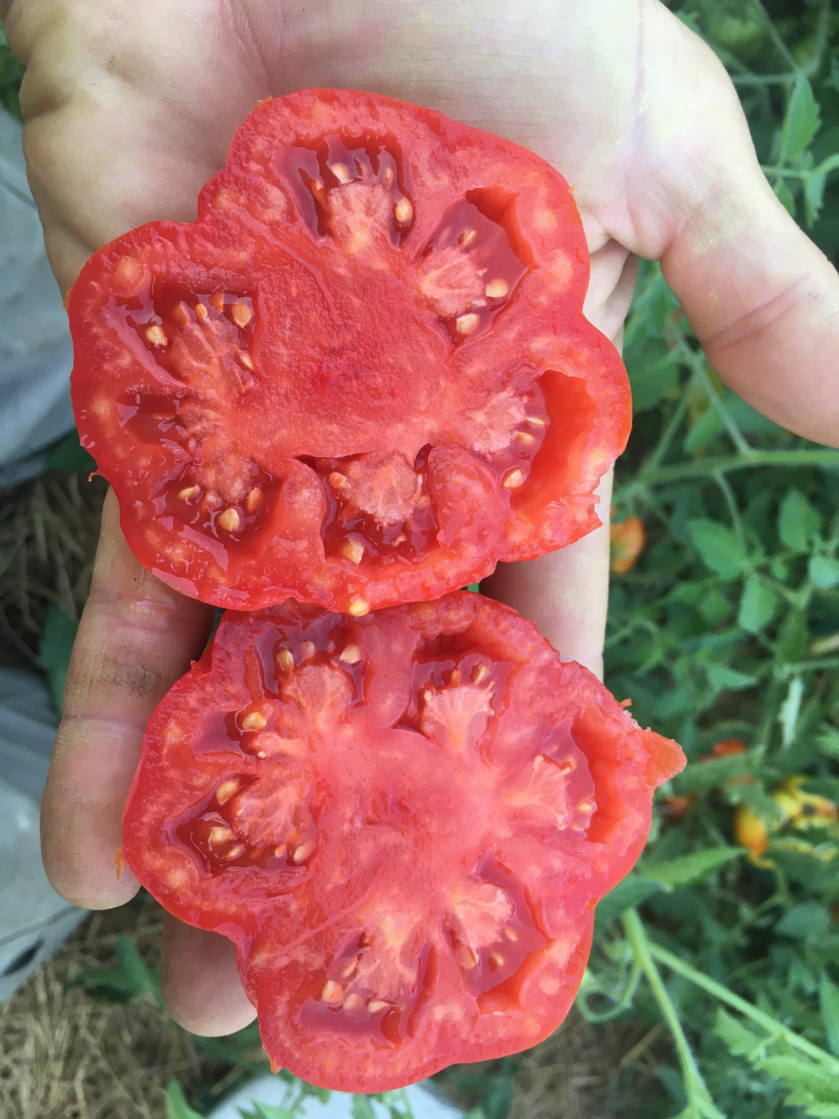 Costoluto Genovese Tomato