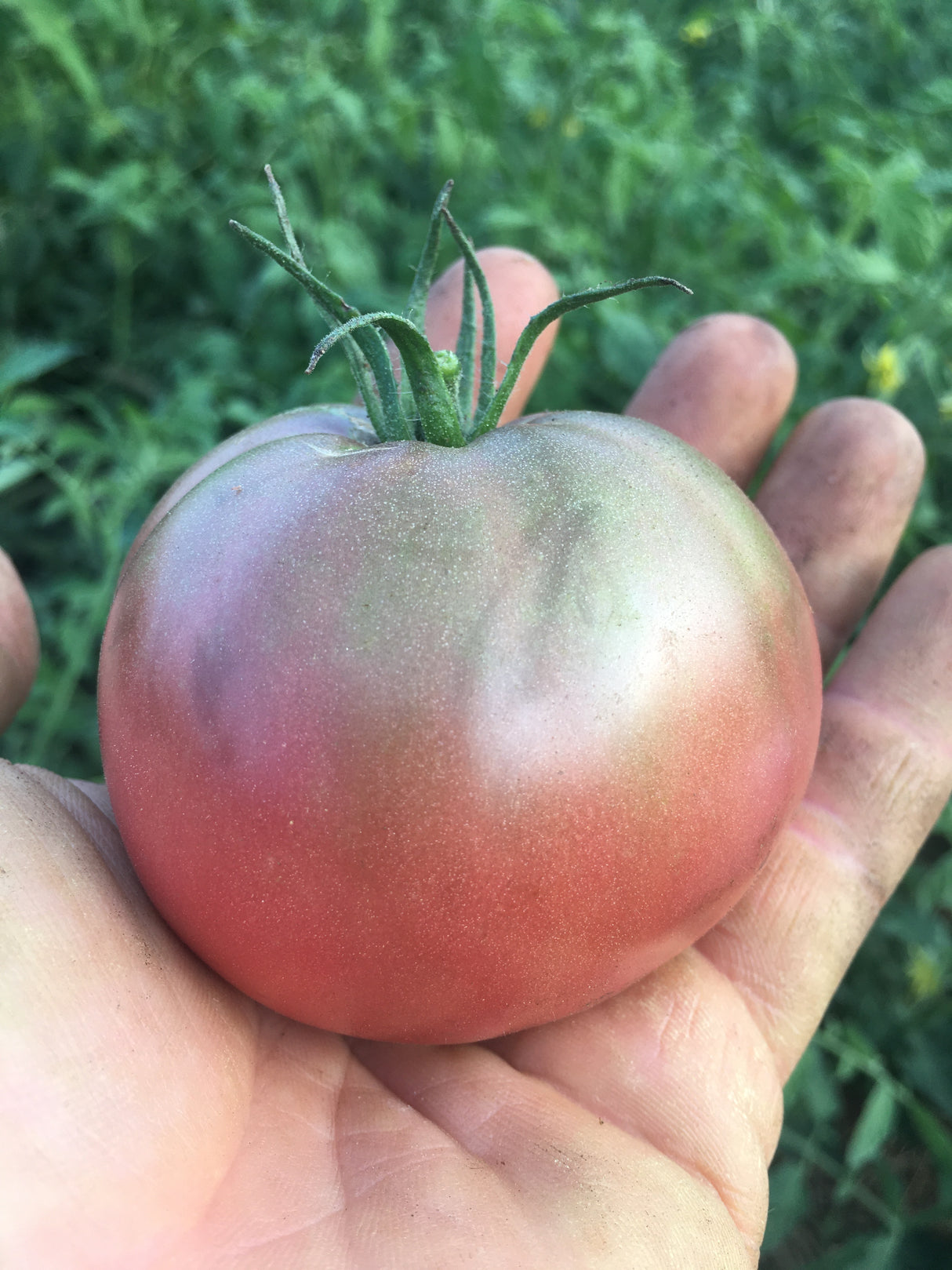 Amazon Chocolate Tomato