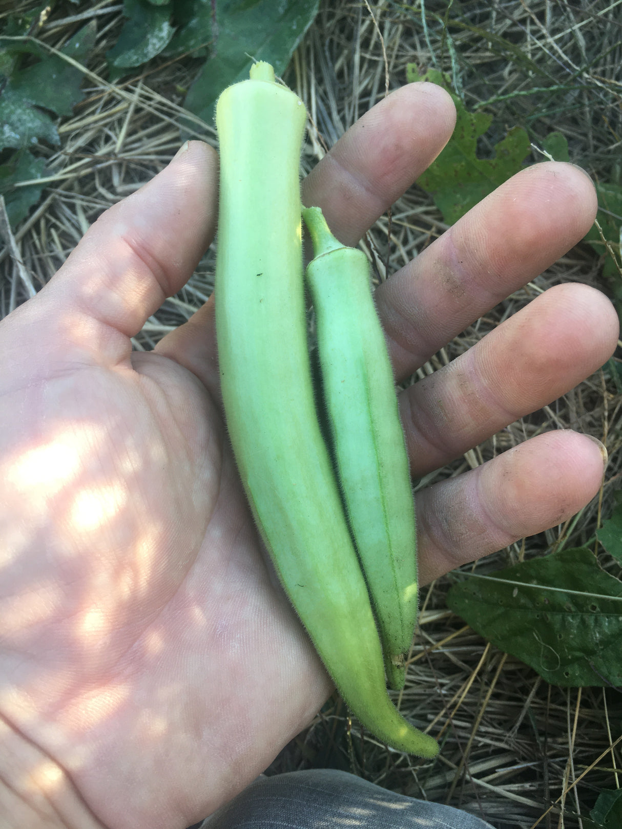 White Velvet Okra