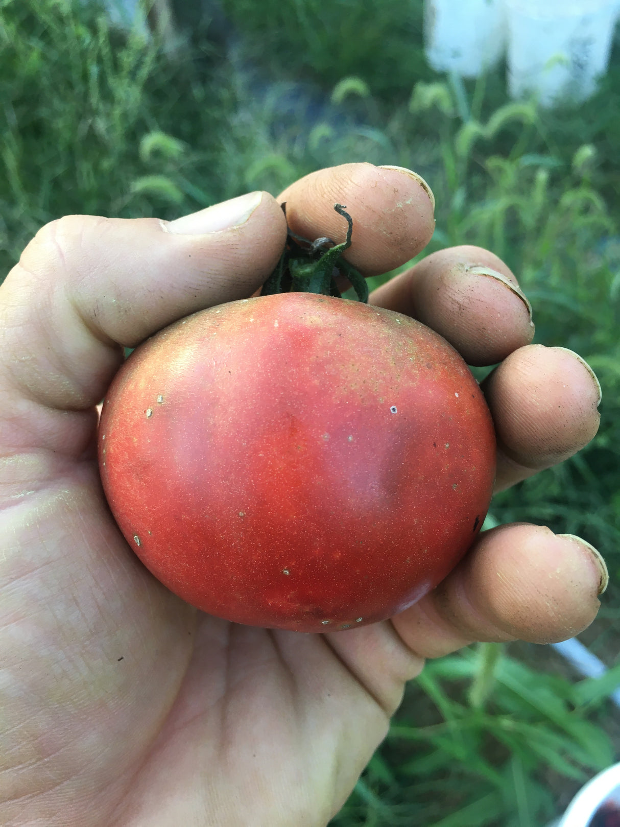 Ruby's Surprise Tomato