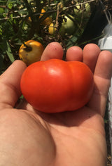 Ninevah Tomato