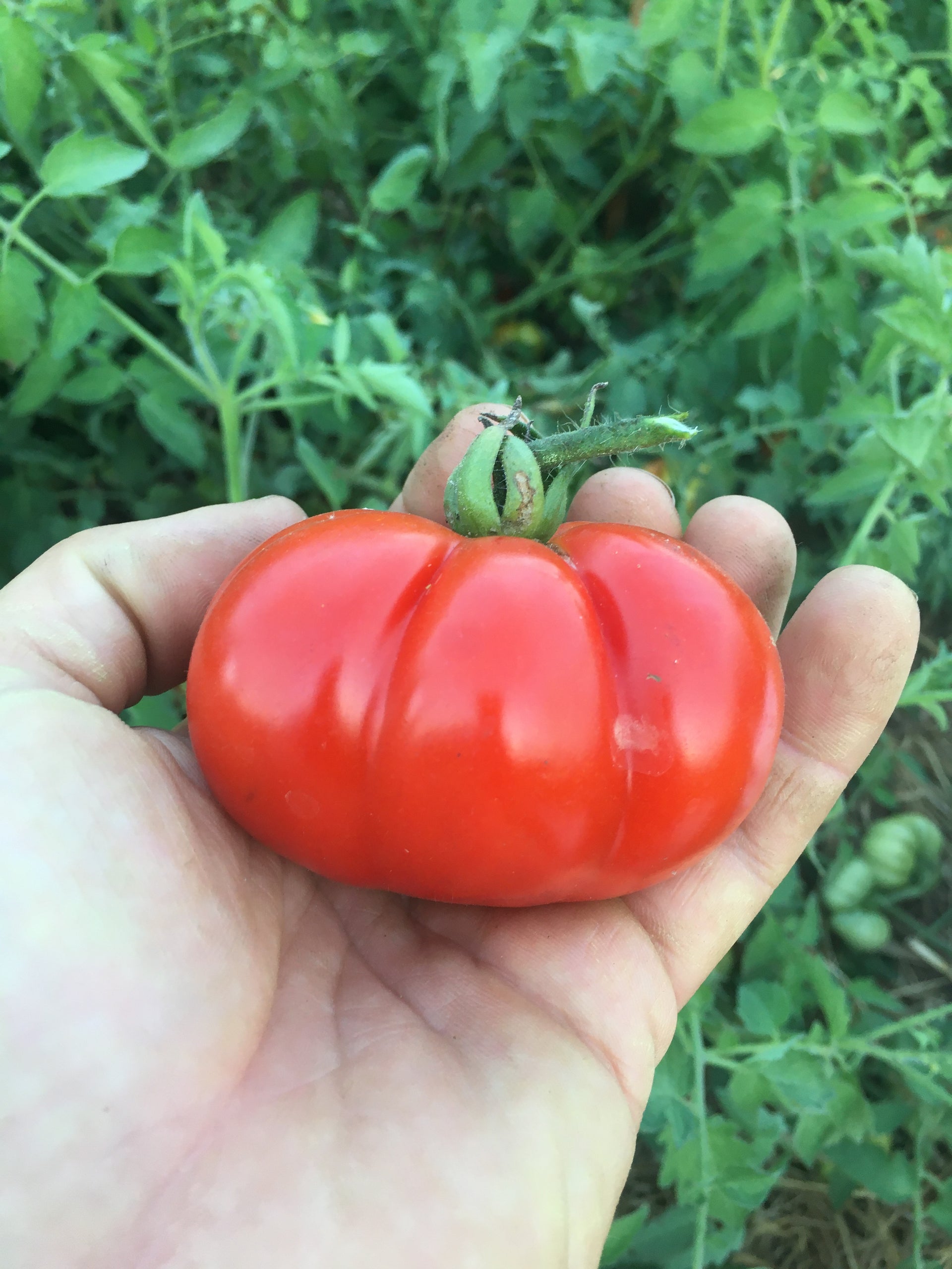 Costoluto Genovese Tomato – Grateful Harvest Seed Company