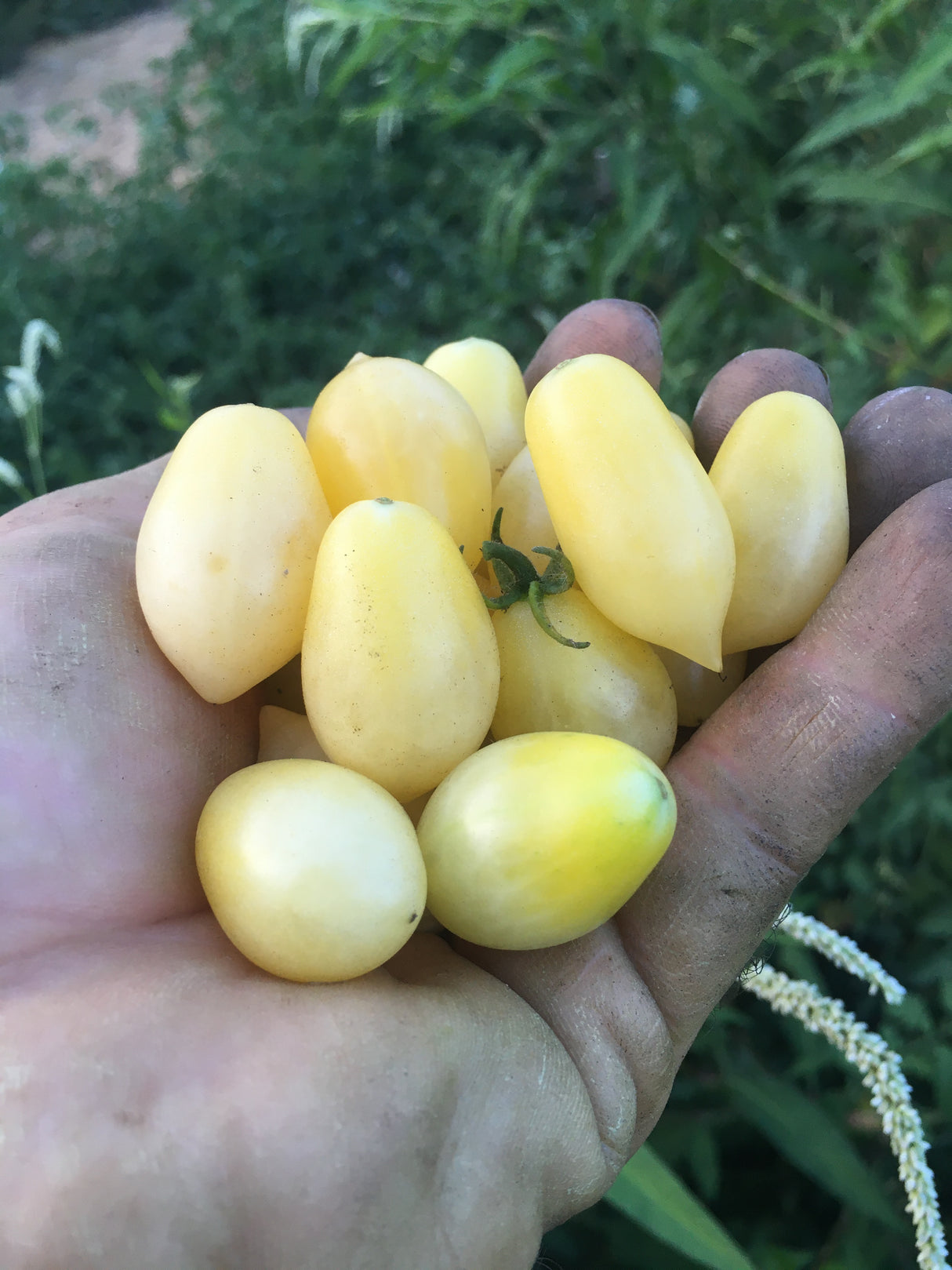 Barry's Crazy Cherry Tomato