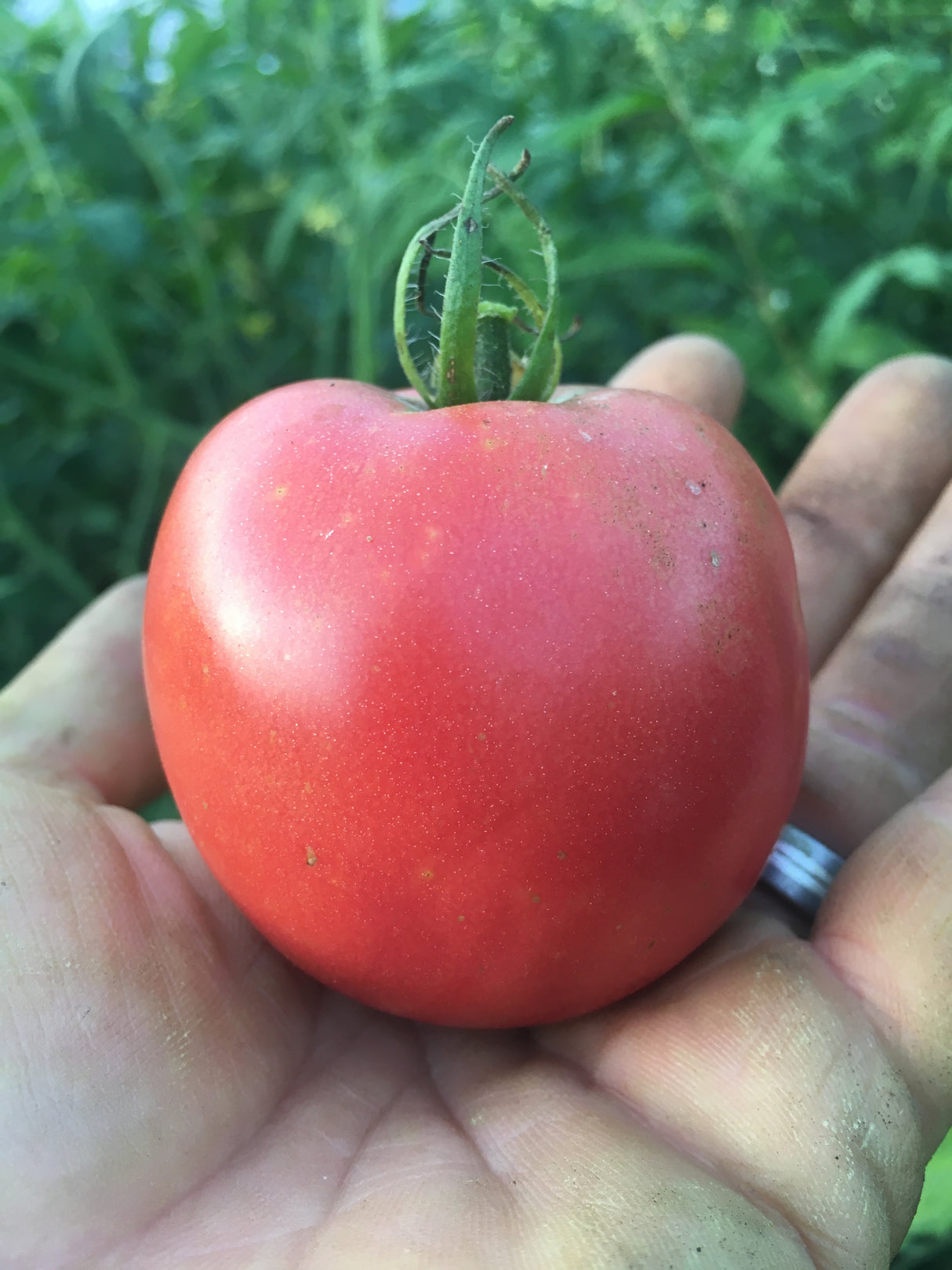 Eva Ste Wendell Tomato