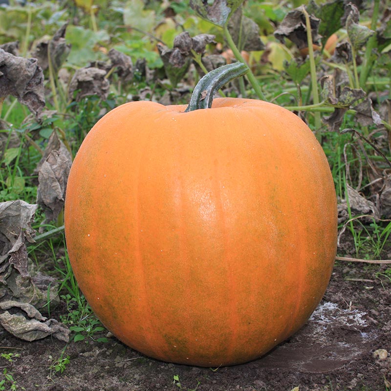 Jack O Lantern Pumpkin - Organic