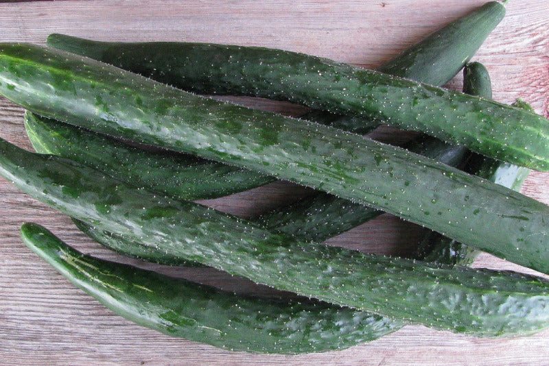 Japanese Long Cucumber