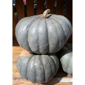 Jarrahdale Pumpkin - Organic