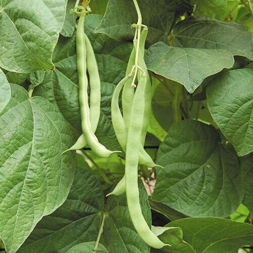 Kentucky Wonder Bean - Organic – Grateful Harvest Seed Company