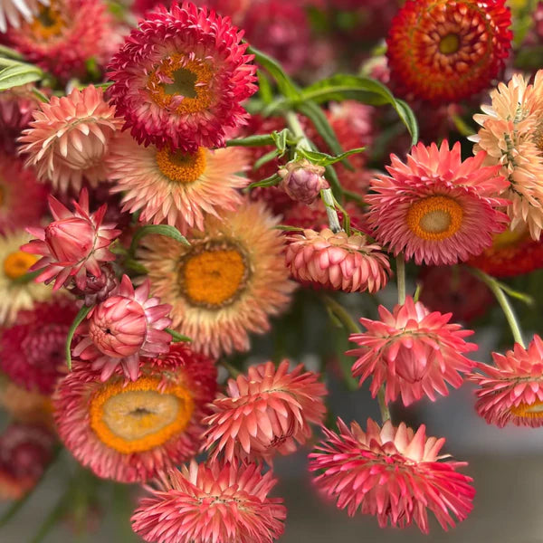 King Size Raspberry Rose Strawflower