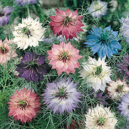 Love in a Mist Nigella