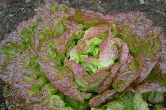Marvel of Four Seasons Lettuce