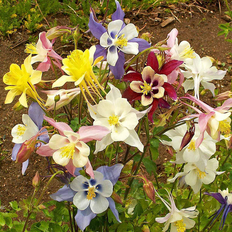 McKana Gianta Columbine