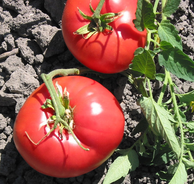 Missouri Pink Love Apple Tomato