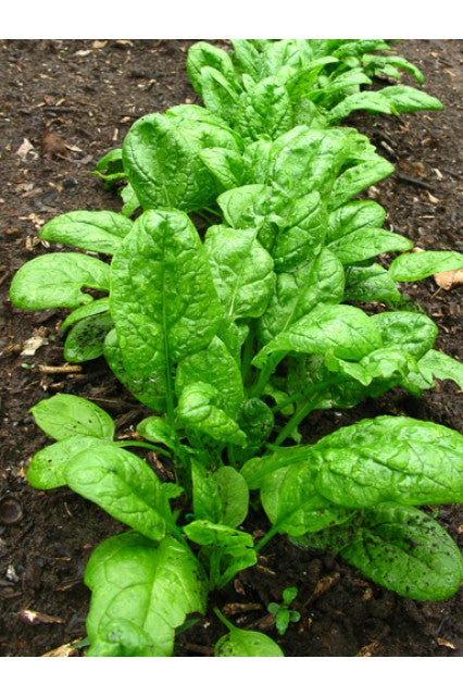 Monstrueux de Viroflay Spinach