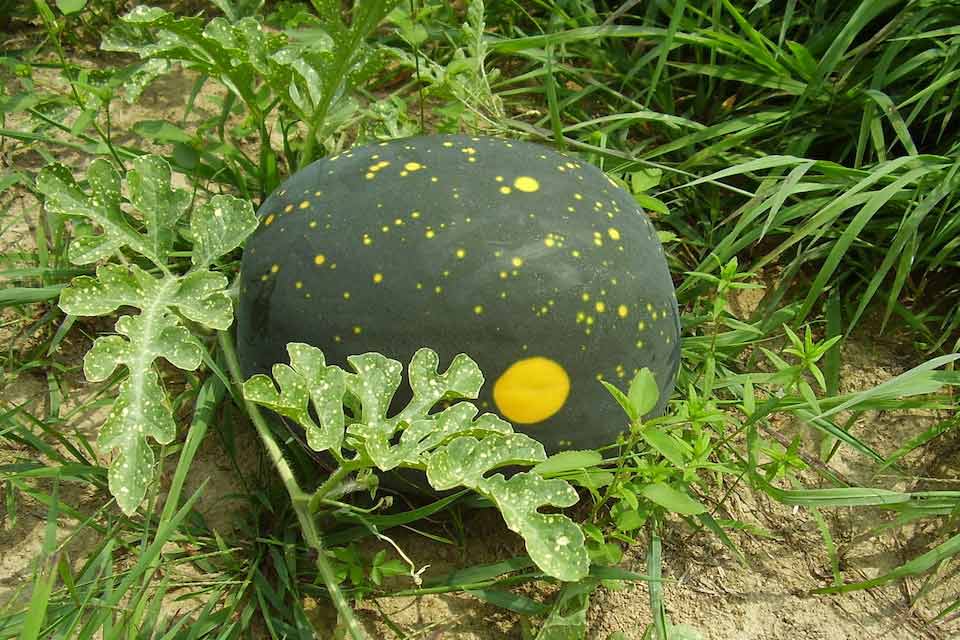 Moon and Stars Watermelon - Organic