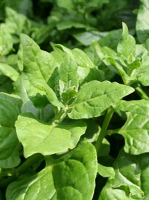 New Zealand Spinach