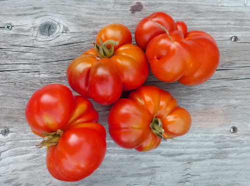 Pantano Romanesco Tomato