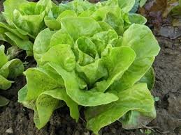 Parris Island Cos Lettuce - Organic