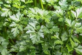 Giant Italian Parsley - Organic