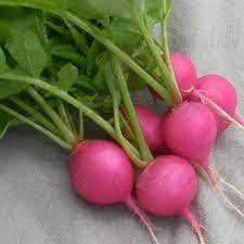 Pink Beauty Radish - Organic