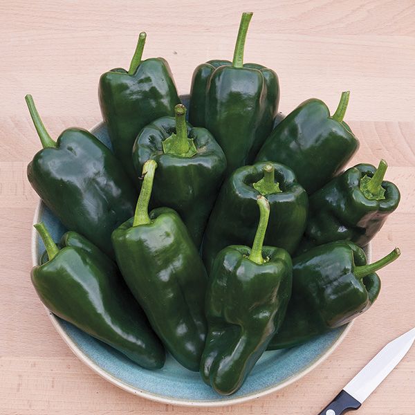 Poblano Pepper - Organic